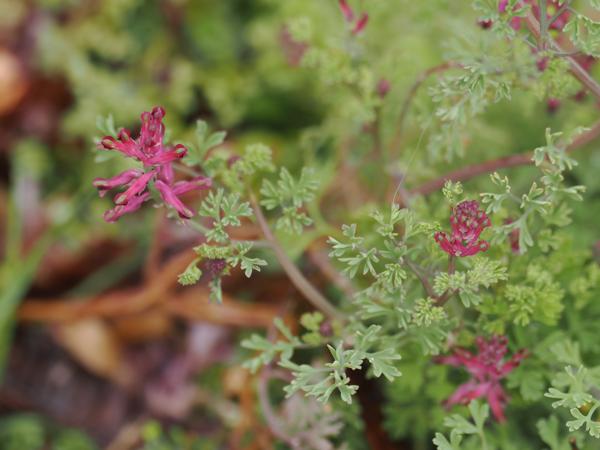 <h3><a href="/trips/ebro/biota/plantae/tracheophyta/magnoliopsida/ranunculales/papaveraceae/fumaria officinalis/fumaria officinalis-nl.html">Fumaria&nbsp;officinalis</a> / Common&nbsp;fumitory / Gewone&nbsp;duivenkervel</h3>OM-1 Mark II met OLYMPUS M.300mm F4.0, 1/2000 sec  bij F4.0, ISO 1000, afstand 1.845&nbsp;m